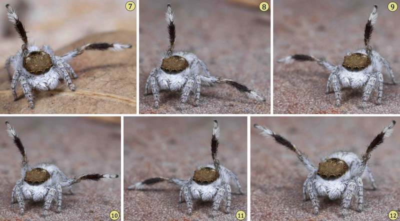 The M. albus has some sick dance moves. Image: Jürgen Otto